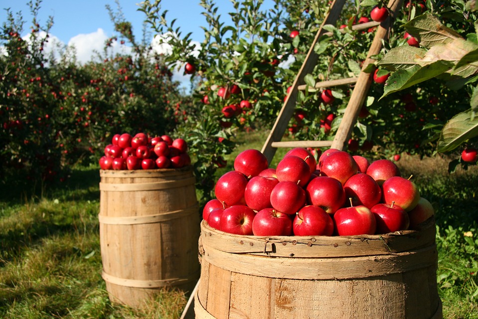 [Apple Barrels]