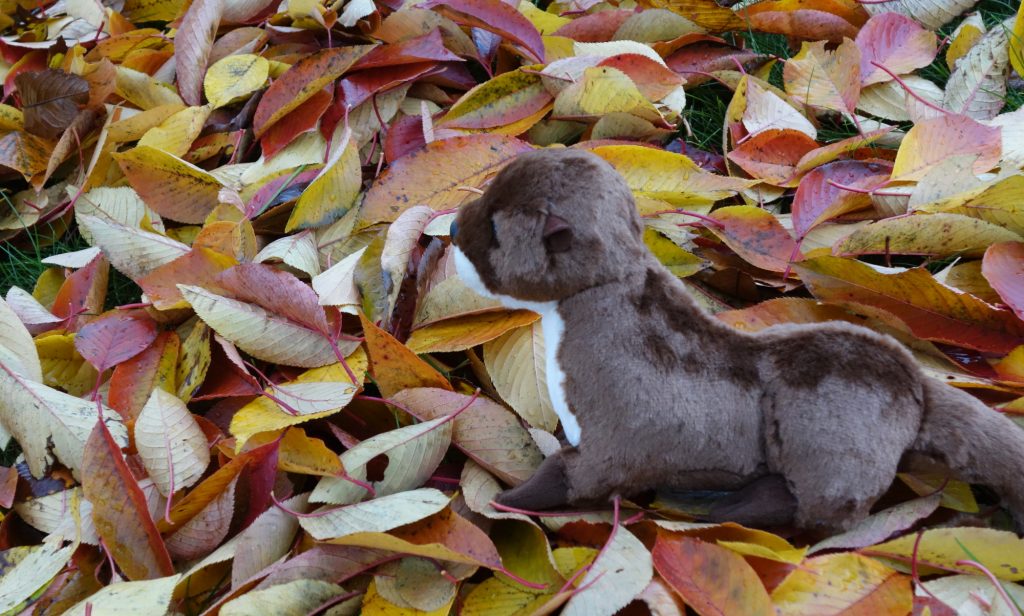 [Horace the Otter, among the leaves]