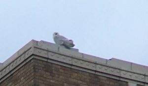 [Snowy Owl on rooftop]