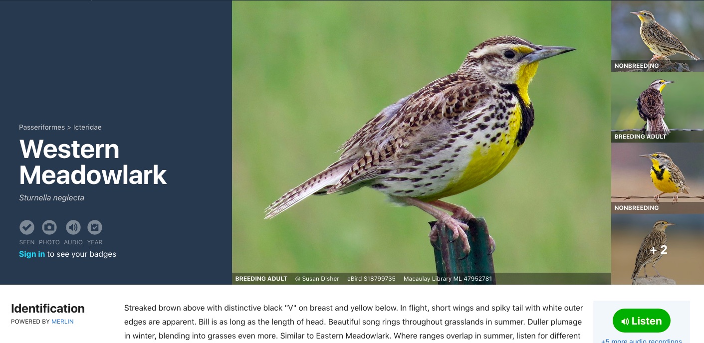 [Western Meadowlark]