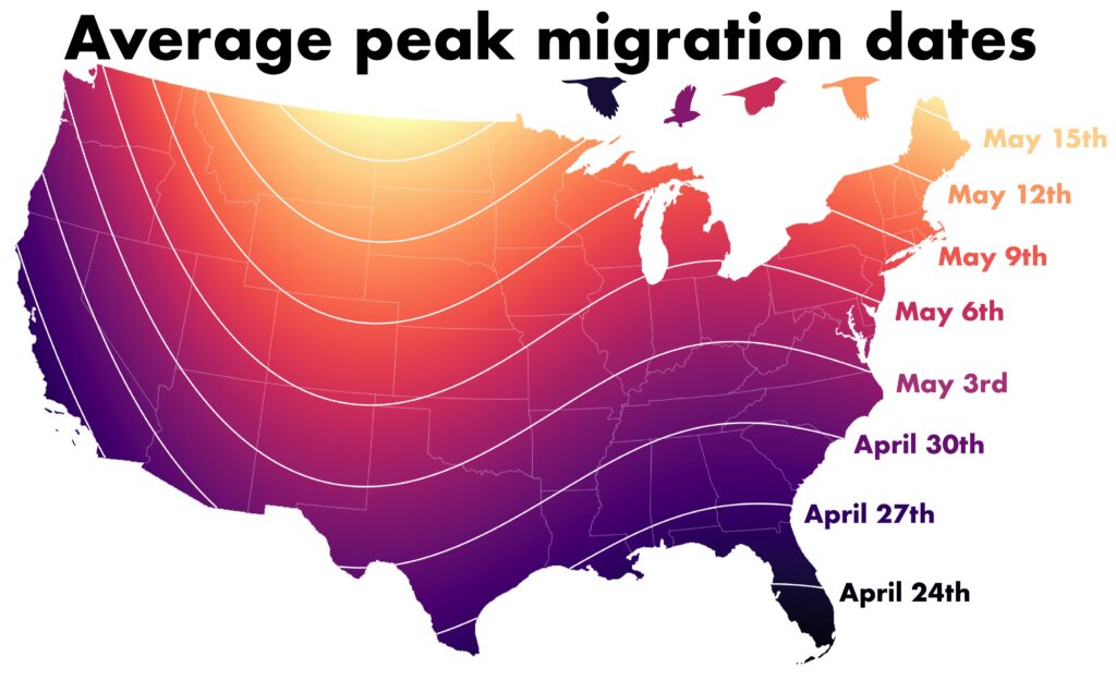 [Peak Bird Migration Dates]
