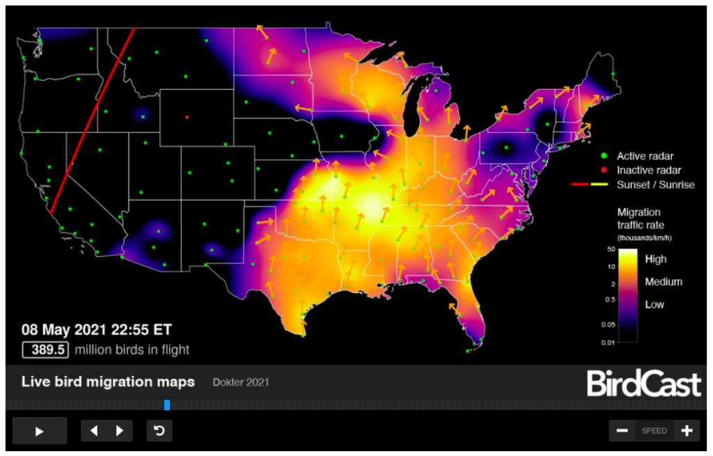 Homeschool Nature Notes: Watch Bird Migration with BirdCast
