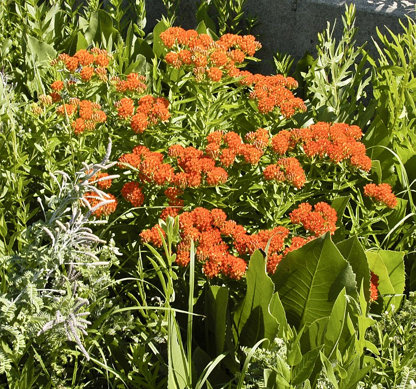 [Butterfly Weed]