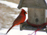 🐦 BIRD-FEEDING SEASON is Here! (And so is Project FeederWatch!)