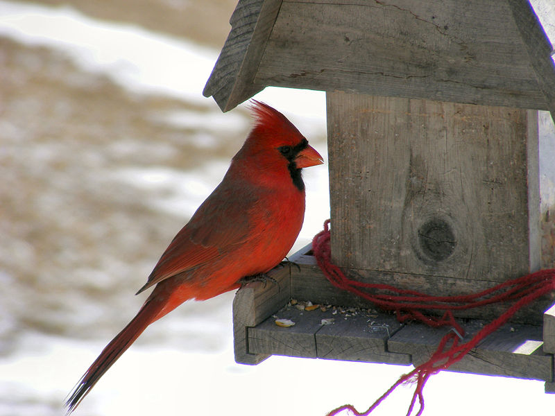 [Cardinal at Feeder]