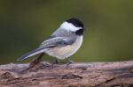 🦅 FRIDAY BIRD FAMILIES: Chickadees, Titmice, and Allies