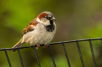 🦅 FRIDAY BIRD FAMILIES: Indigobirds, Old World Sparrows, and Allies
