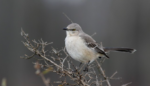 🦅 FRIDAY BIRD FAMILIES: Mockingbirds, Catbirds, and Thrashers
