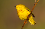 🦅 FRIDAY BIRD FAMILIES: Wood-Warblers (Part I)