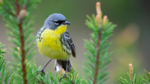 🦅 FRIDAY BIRD FAMILIES: Wood-Warblers (Part II)