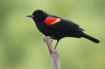 🦅 FRIDAY BIRD FAMILIES: Blackbirds, Meadowlarks, Orioles, and Allies