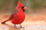 🦅 FRIDAY BIRD FAMILIES: Cardinals, Grosbeaks, and Allies