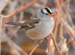 🦅 FRIDAY BIRD FAMILIES: Emberizid Sparrows (Part I)