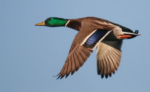 🦆 FRIDAY BIRD FAMILIES: Ducks, Geese, & Swans (Part II)