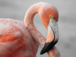 🦩 FRIDAY BIRD FAMILIES: Grebes and Flamingos