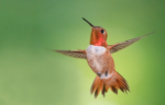 🦅 FRIDAY BIRD FAMILIES: Swifts and Hummingbirds