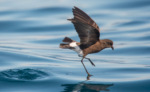 🦅 FRIDAY BIRD FAMILIES: Shearwaters, Petrels, and Storm-Petrels