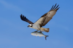 🦅 FRIDAY BIRD FAMILIES: Vultures, Ospreys, Hawks, Kites, and Eagles