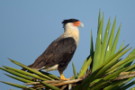 🦅 FRIDAY BIRD FAMILIES: Caracaras and Falcons