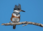 🦅 FRIDAY BIRD FAMILIES: Trogons and Kingfishers
