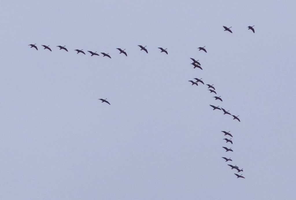 [Migrating Canada Geese]